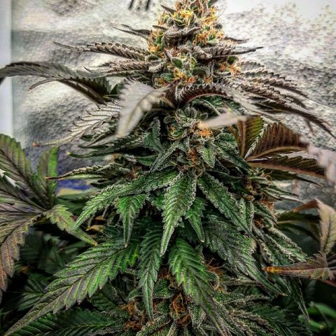 Unicorn Gelatin growlog timeline photo