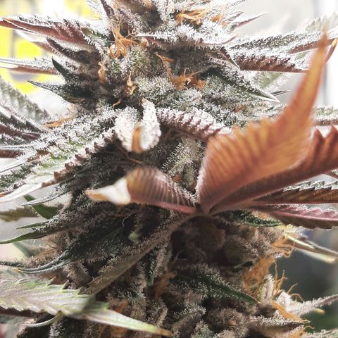 Star Buttah growlog timeline photo