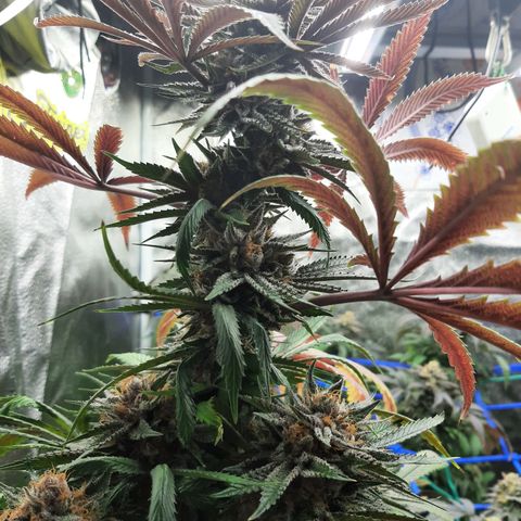 Star Buttah growlog timeline photo