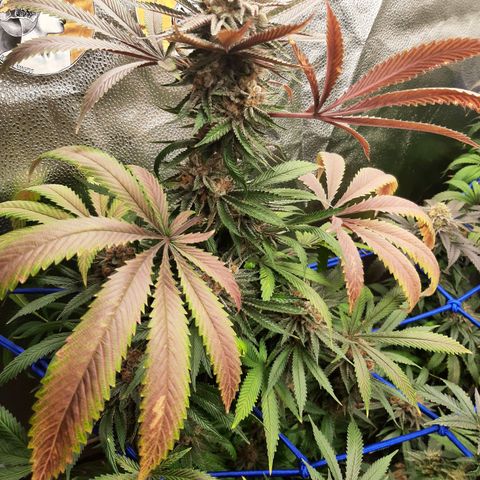 Star Buttah growlog timeline photo