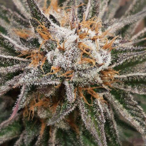 Star Buttah growlog timeline photo