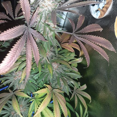 Star Buttah growlog timeline photo
