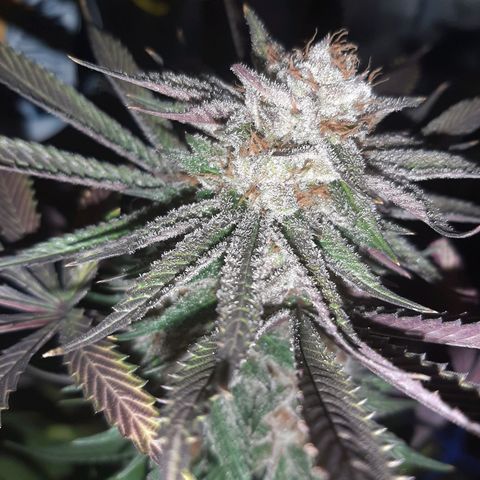 Star Buttah growlog timeline photo