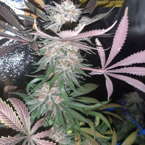 Star Buttah growlog timeline photo