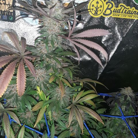Star Buttah growlog timeline photo