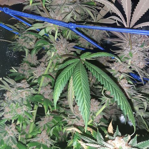 Star Buttah growlog timeline photo