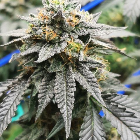 Unicorn Rainbows growlog timeline photo
