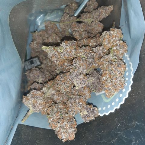 Orange an Berriez growlog timeline photo