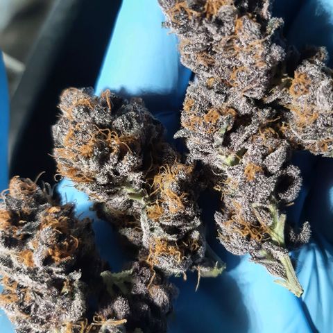 Orange an Berriez growlog timeline photo