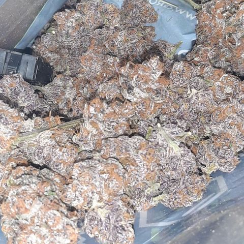 Orange an Berriez growlog timeline photo