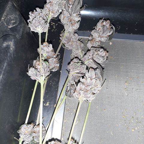 Orange an Berriez growlog timeline photo