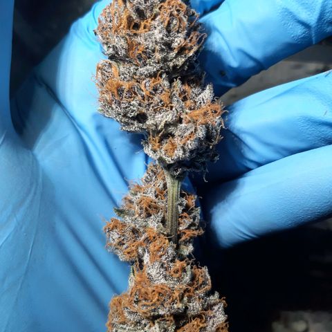 Orange an Berriez growlog timeline photo