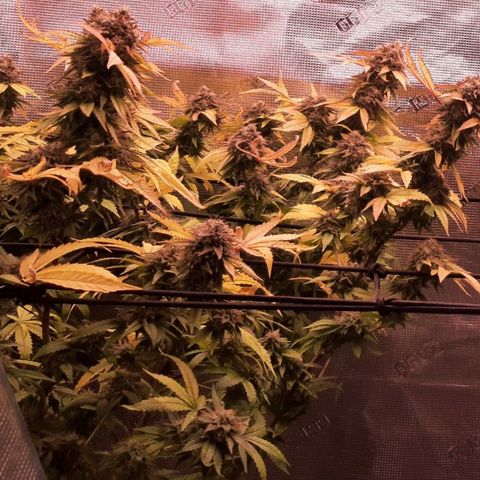 Killer Bees (bwcc cut) growlog timeline photo