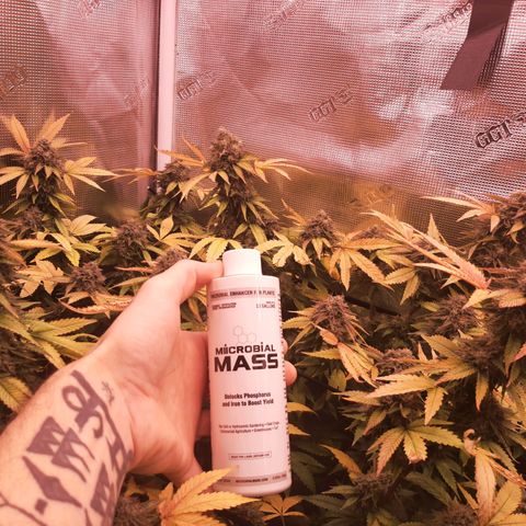 Killer Bees (bwcc cut) growlog timeline photo