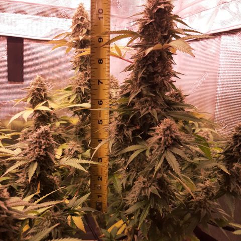 Double Burnout growlog timeline photo