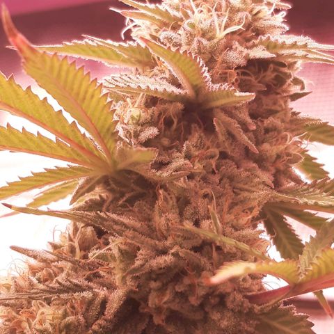 Double Burnout growlog timeline photo