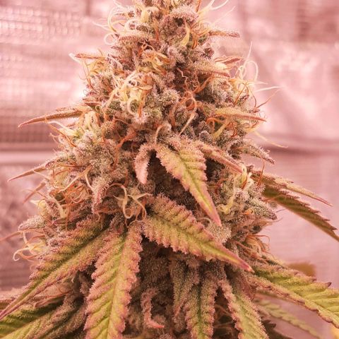 Double Burnout growlog timeline photo