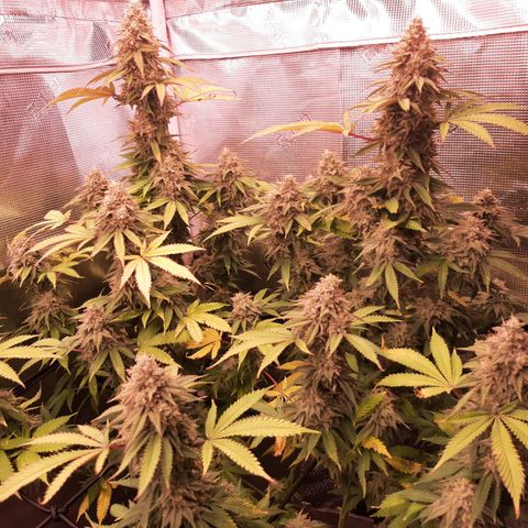 Double Burnout growlog timeline photo