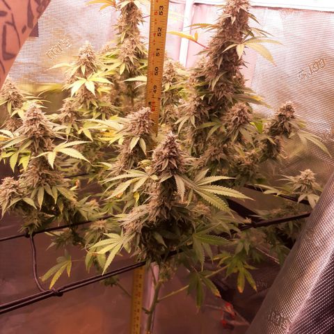 Double Burnout growlog timeline photo