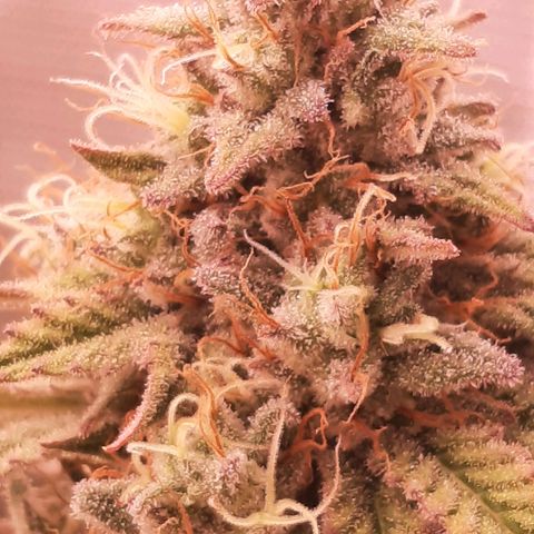 Double Burnout growlog timeline photo