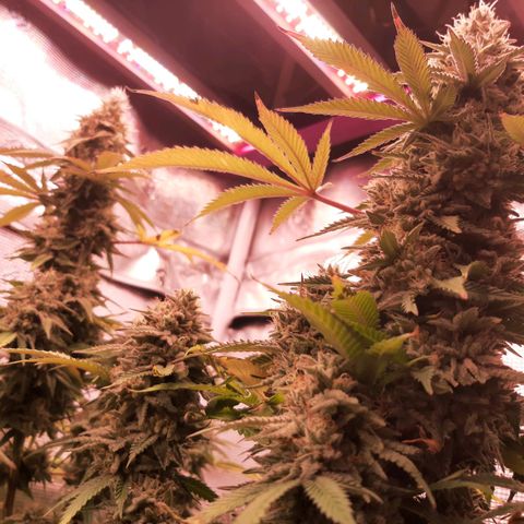 Double Burnout growlog timeline photo