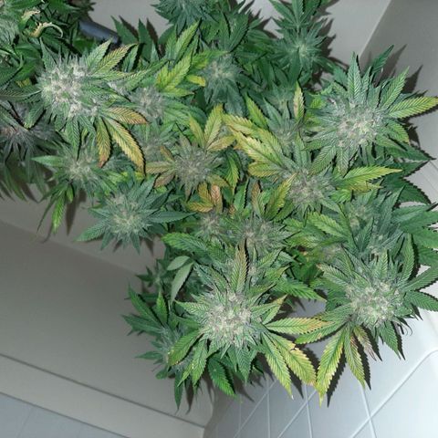 Pugs breath (bwcc cut) growlog timeline photo