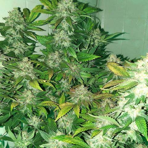 Pugs breath (bwcc cut) growlog timeline photo