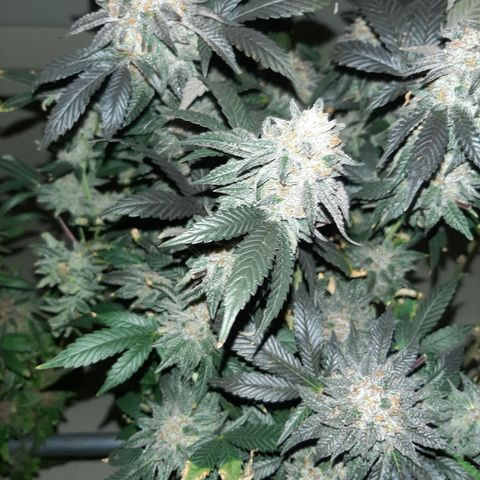 Unicorn Rainbows growlog timeline photo