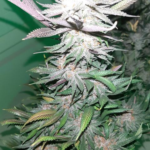 Star Buttah growlog timeline photo