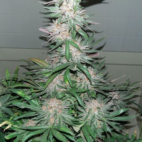 Star Buttah growlog timeline photo