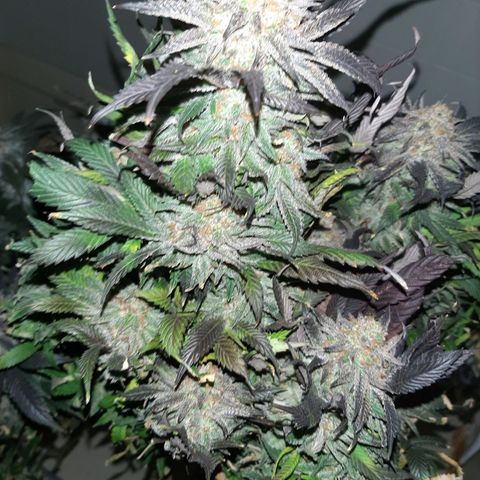 Unicorn Gelatin growlog timeline photo