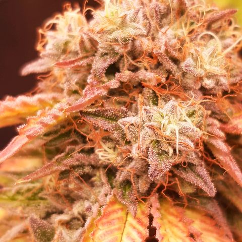 Killer Bees (bwcc cut) growlog timeline photo