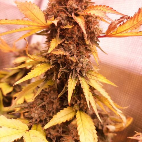 Killer Bees (bwcc cut) growlog timeline photo
