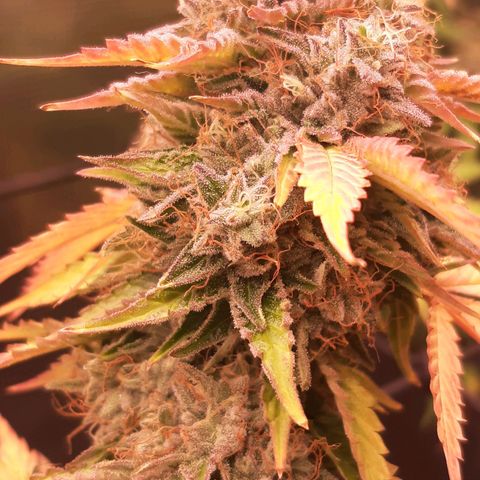 Killer Bees (bwcc cut) growlog timeline photo