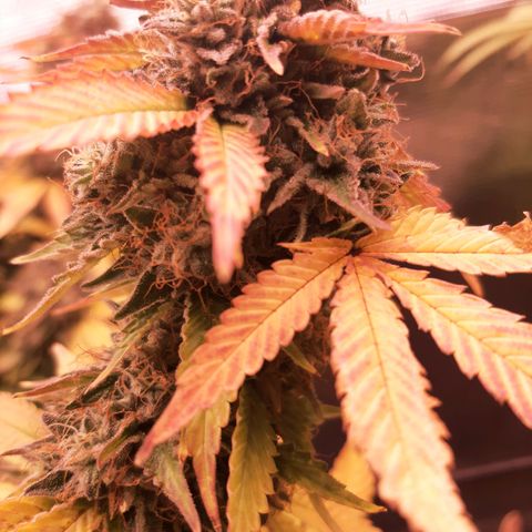 Killer Bees (bwcc cut) growlog timeline photo