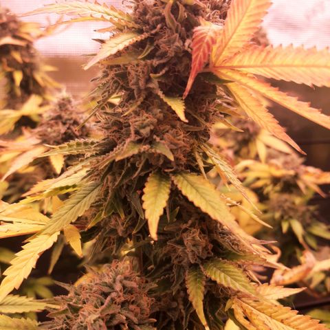 Killer Bees (bwcc cut) growlog timeline photo