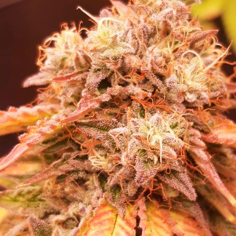 Killer Bees (bwcc cut) growlog timeline photo