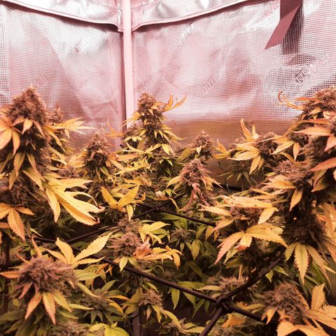 Killer Bees (bwcc cut) growlog timeline photo
