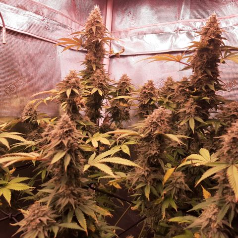 Double Burnout growlog timeline photo