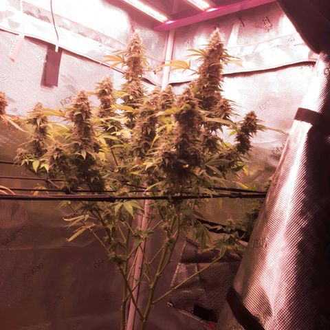 Double Burnout growlog timeline photo