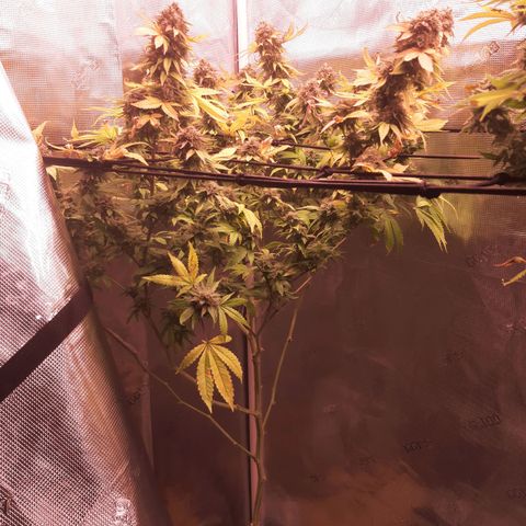 Killer Bees (bwcc cut) growlog timeline photo