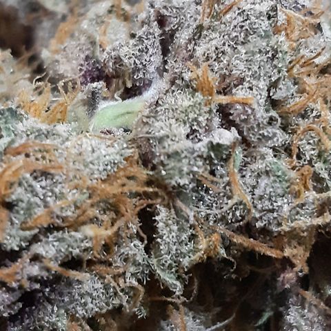 Star Buttah growlog timeline photo