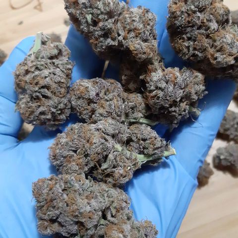 Star Buttah growlog timeline photo