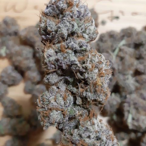 Star Buttah growlog timeline photo
