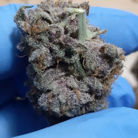 Star Buttah growlog timeline photo