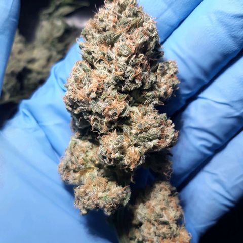 Pugs breath (bwcc cut) growlog timeline photo