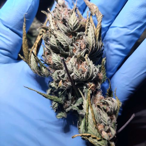 Pugs breath (bwcc cut) growlog timeline photo