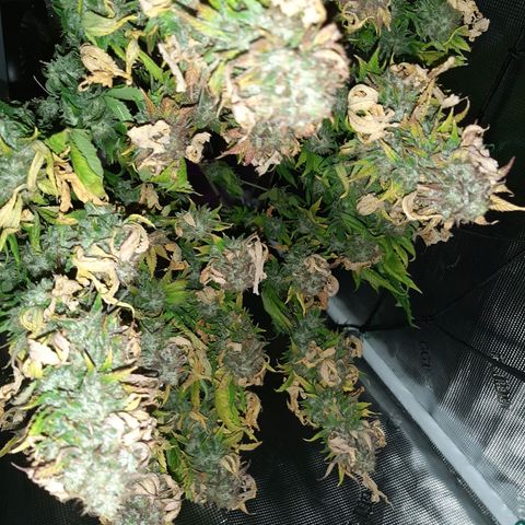 Killer Bees (bwcc cut) growlog timeline photo