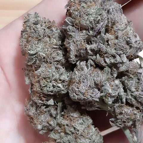 Unicorn Gelatin growlog timeline photo