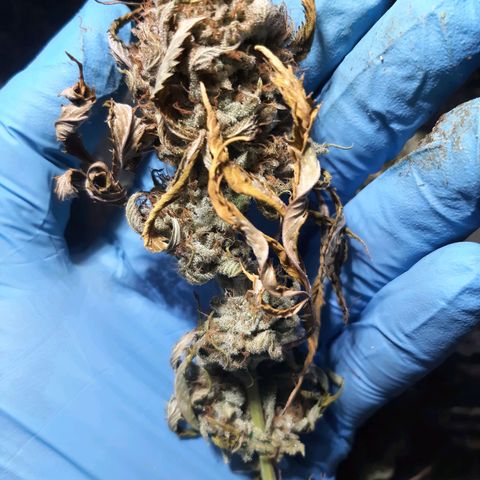 Killer Bees (bwcc cut) growlog timeline photo